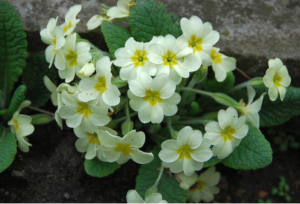 Village Greenfingers Gardening Club @ Storton Lodge | Goring | England | United Kingdom