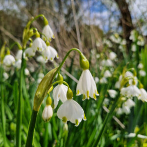 Loddon Lily Sundays at Withymead Nature Reserve @ Withymead Nature Reserve