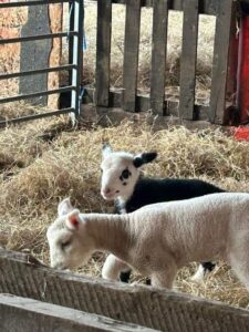 Lambing at Oppo's farm @ Oppo's Farm